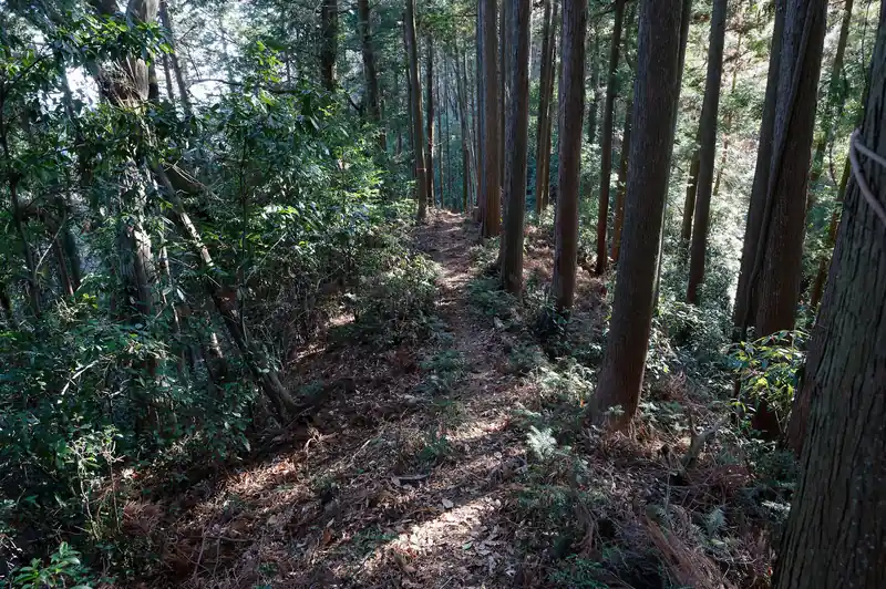 いい感じの登山道です。