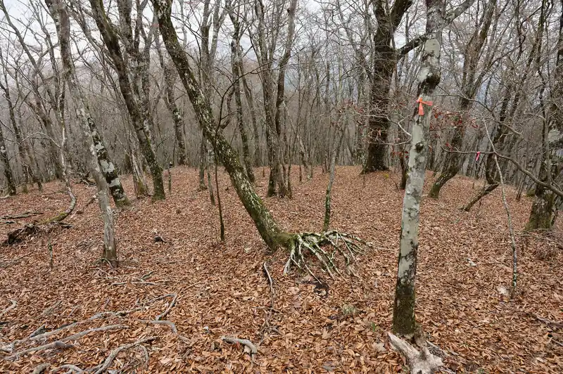 とりあえずピンクテープに導かれながら、歩けそうなところを適当に下っていきます。
どこでも歩けそうだし、どこを歩いても道に迷う感じはしない、そんな感じの斜面です。