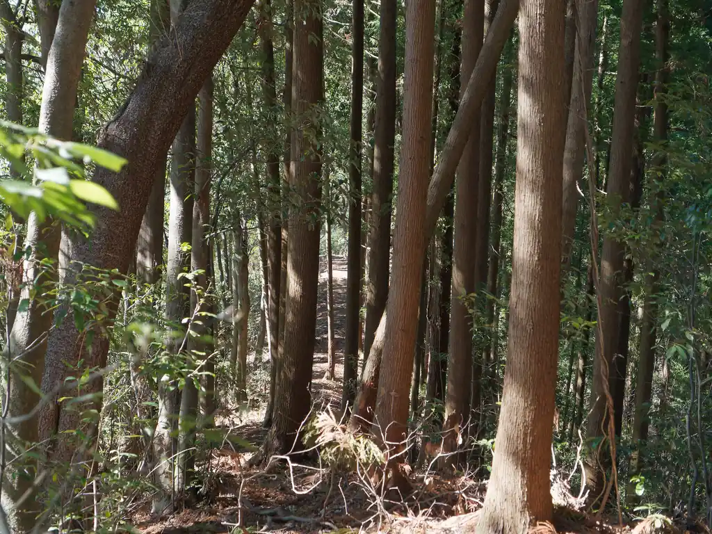 ここは三叉路っぽく一瞬見えるのだが、写真方向は間違い。まあ道が少し藪っぽいので間違って入り込むことはなさそうだが。