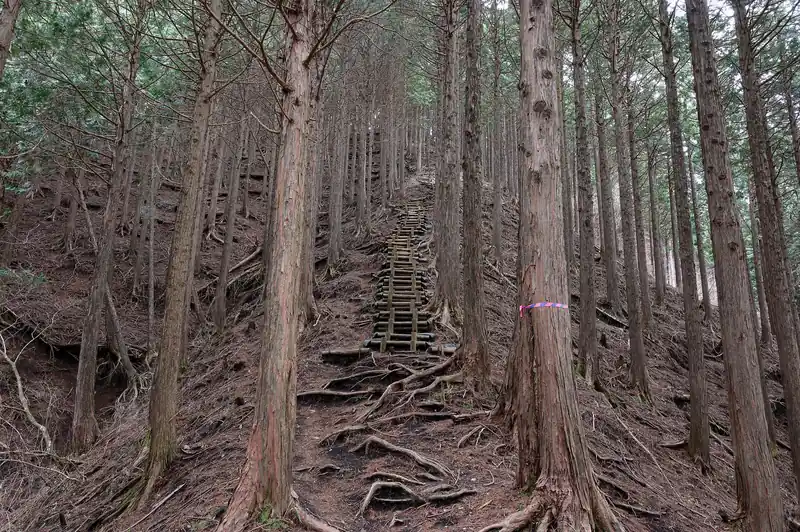 そのままサビサビの鹿柵らしき横を通って行くと、ダルマ沢ノ頭へ続く階段道。
これを見たときは愕然としましたが、登るしかありません。