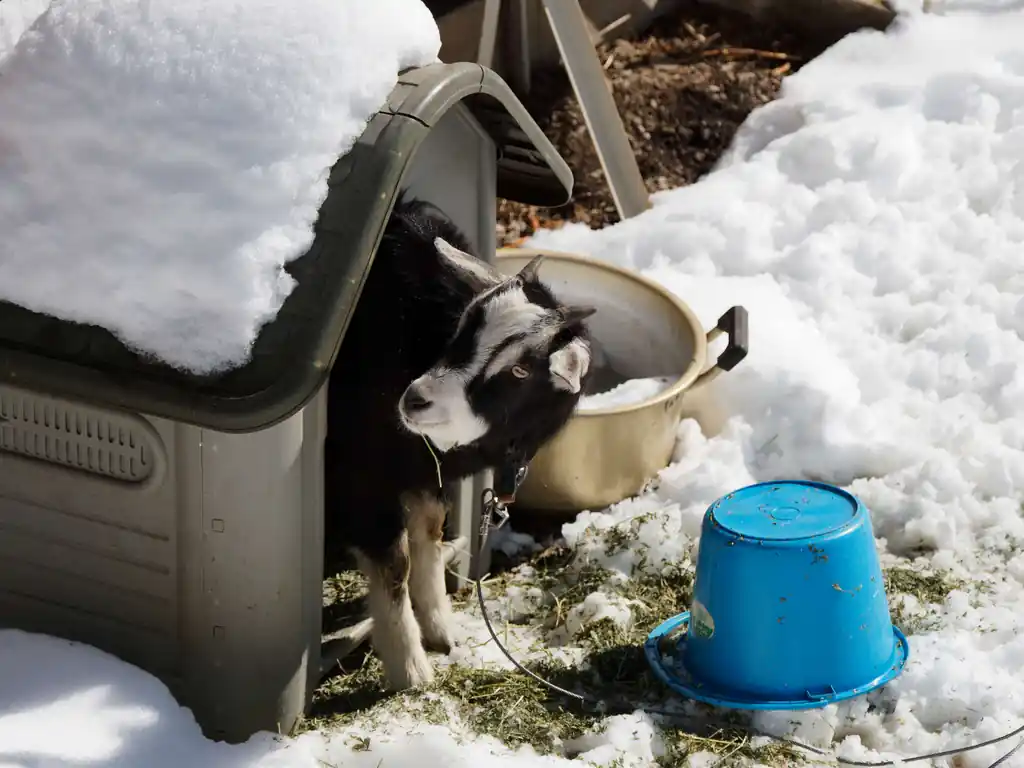 いつものヤギ。流石に寒いのか小屋に入ってます。しかし飼われ方が完全に犬なんだよな。

雑草除去のためにヤギを貸し出したりするサービスもあるらしいけど、このヤギはなんでここで飼われてるんだろう。
