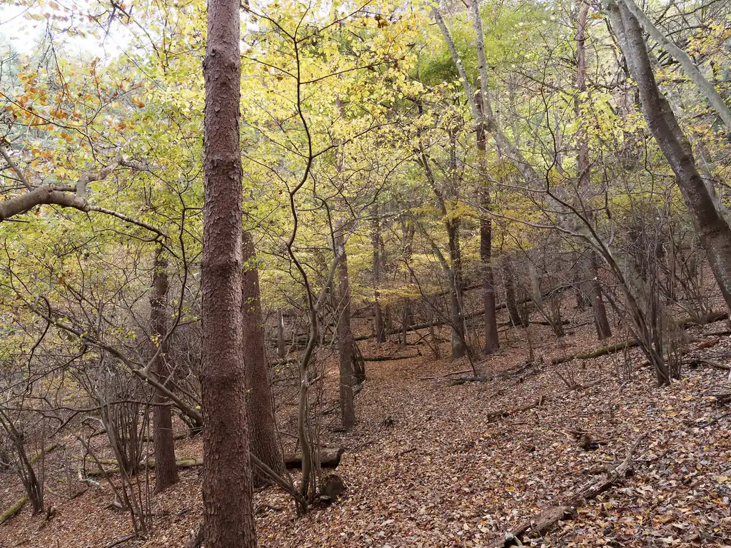 ここらへんも落ち葉が凄いが、全体的に紅葉はもう終わりかな。
都留アルプスは自然林もあるけど、植林の場所もそこそこある。