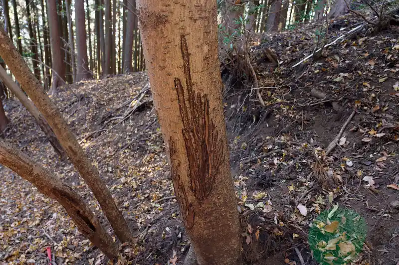 これは熊か鹿か。
このあたりはだいぶ鹿の糞っぽいものが散乱していてワイルドな臭いがしたんですが…。