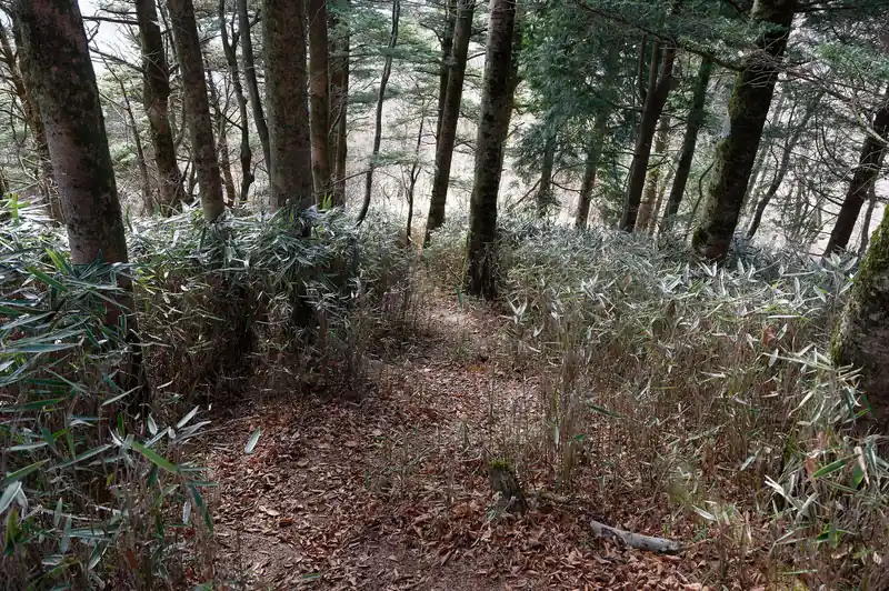 笹が茂った道です。