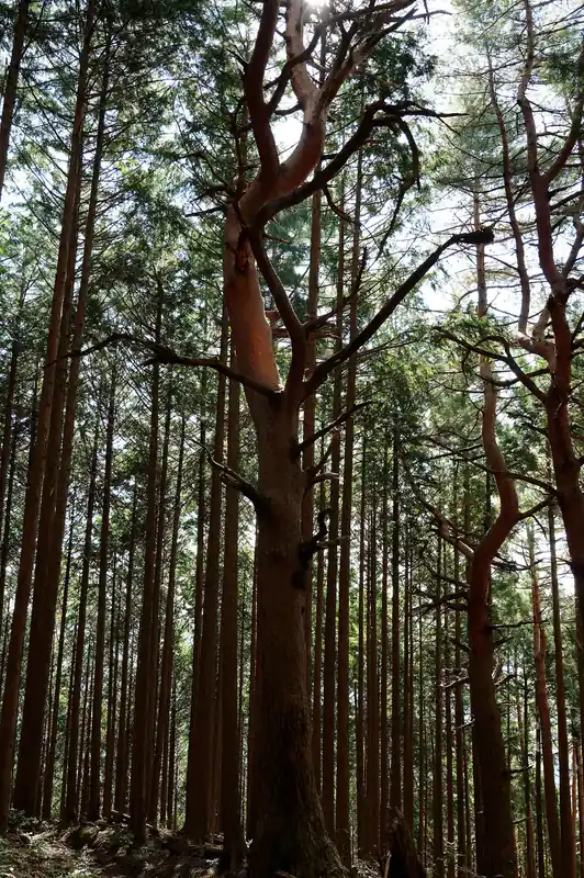 途中なかなか凄いの木を眺めつつ歩いていく。