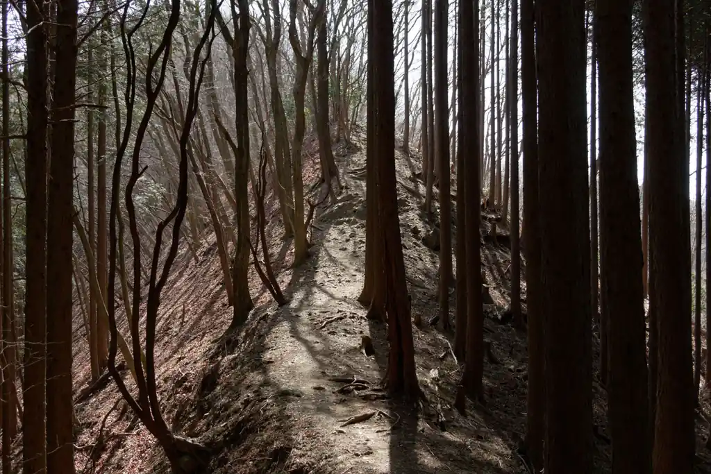 黒山手前あたりは少しアップダウンもあるものの、それほど険しくはありません。