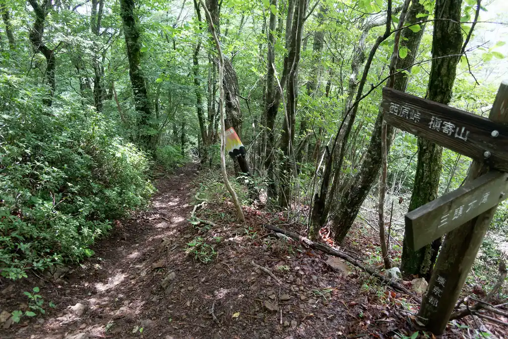 この分岐から下山もできるんですが、笹尾根を歩きます。しかし笹尾根という割に笹がない。