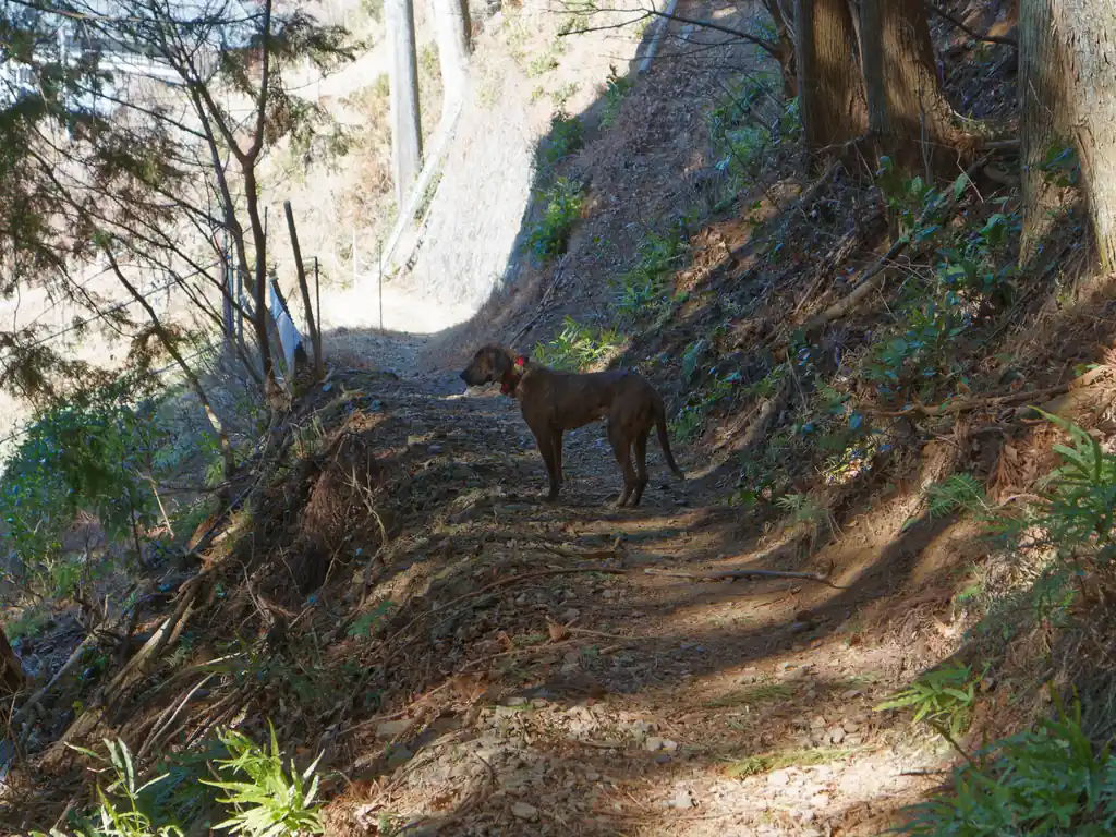 登山道の出口にさしかかると、猟犬らしき犬がいた。
恐らく上で狩猟をしていた方の犬なのではないかと思う。
首にデカい首輪がついていて、この首輪から何やらアンテナらしきものが伸びている。

猟犬って結構獰猛な印象があって、絡まられたらいやだなあ、と思っていたけど思いのほかおとなしい犬で鳴きながら飼い主を探していた。