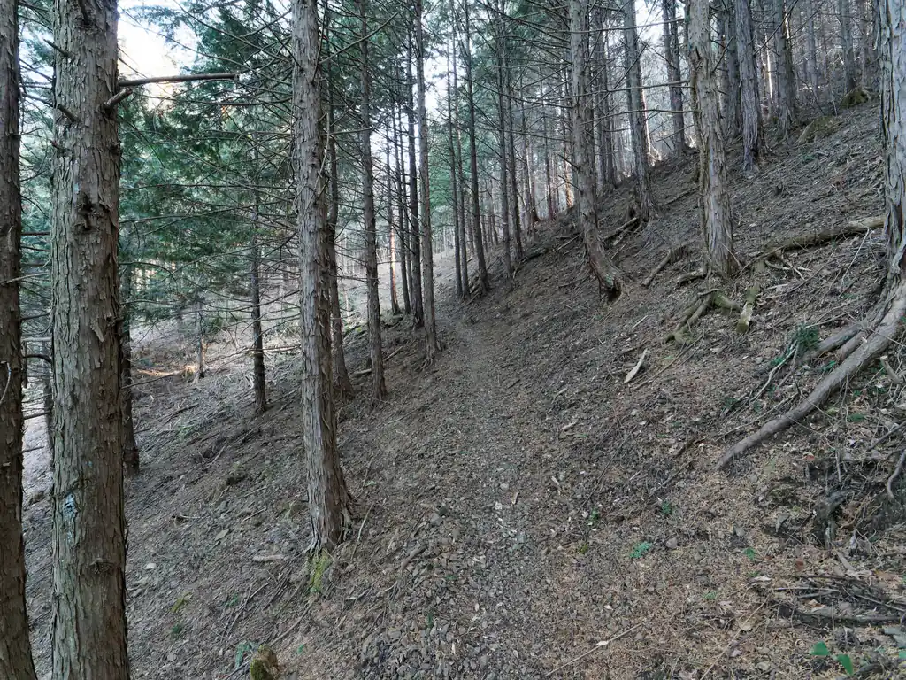 そのまま登山道を歩く。いや～歩きやすい道です。