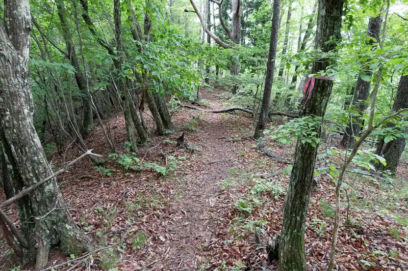 このまま歩いて棚横手山に向かいます。
道中はのんびりした道です。