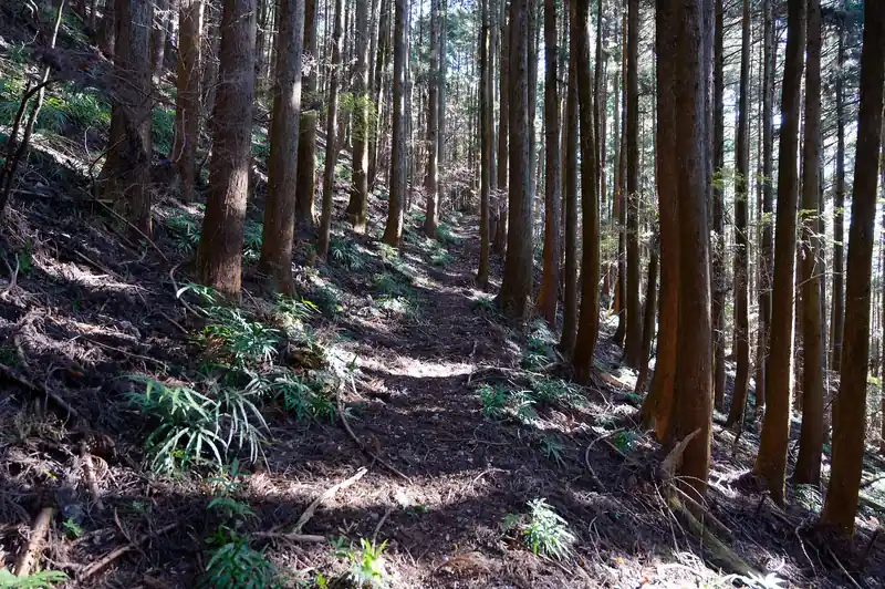 再び穏やかな道になり
