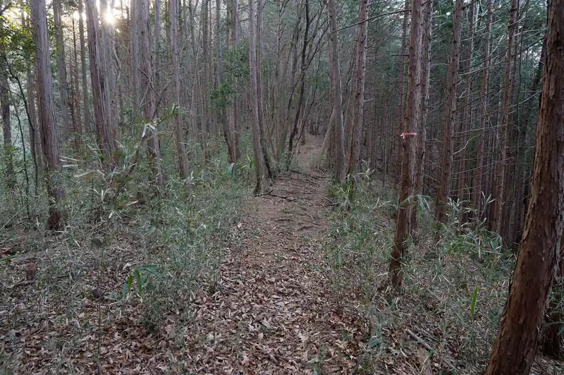 尾根に乗った模様。明瞭で歩きやすい道です。