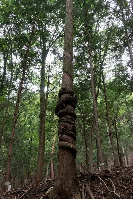 だいぶ下ってきて、周りを見ながら歩いていたら、木にまきついた木がありました。
まきついた跡がしっかり残っています。