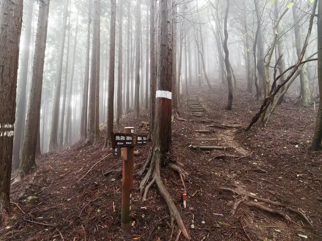 ここは分岐。YAMAPだと左の道はないんですが、山と高原地図だと泉沢に降りる道のようです。巻道ではありませんよ。