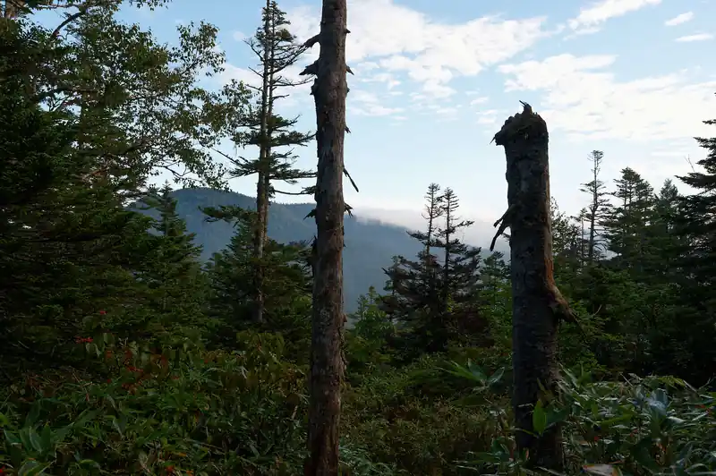 振り返ると大杉岳？
とはいえ、まだまだ樹林帯の道が続く。

御池登山道は、急登と水平の道が交互に来る道となっており、なかなかに体力を消耗することから、距離の割に歩行時間は長め。
累積標高差なども考えて、1時間くらいはコースタイムを巻けるんじゃないかと思っていたが、結局柴安嵓までコースタイムよりちょっと早いだけの3時間程度かかった。