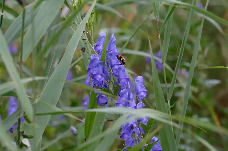 トリカブトの蜜を集める蜂。