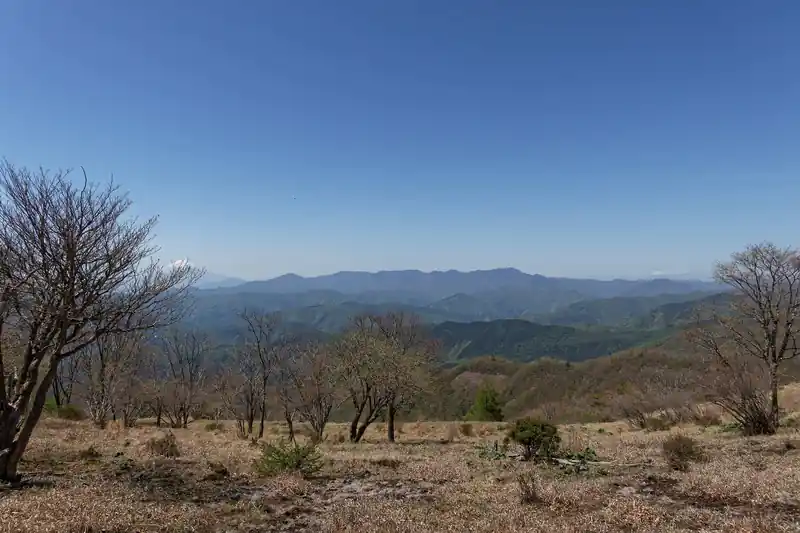 左の木で富士山が隠れてしまっているが…