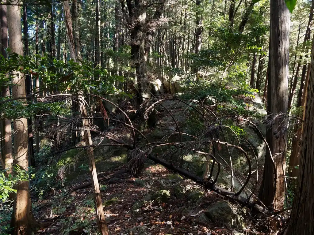 育代岩にぶつかる。私はこの写真の右側から巻いた。かなりデカい岩だが、巻き道を使えば難なく通過できる。

この岩を通過したあと急登があり、そこがこの尾根ルートの一番の難所だろう。私は手も使ってなんとか登ることができた。イメージとしては横瀬二子山の沢コースの、雌岳直下の登りのようなものだ。あちらはノーマルルートでロープがあるが、こちらはロープもないし正直怖い。

下りでこのルートを使う人もいるようだが、もし初見で行くなら登りで試してみたほうが絶対にいいと思う。私は下りでは歩きたくないかな…。

特にこの季節は落ち葉で滑りやすく、踏みだした足が滑って怖かった。