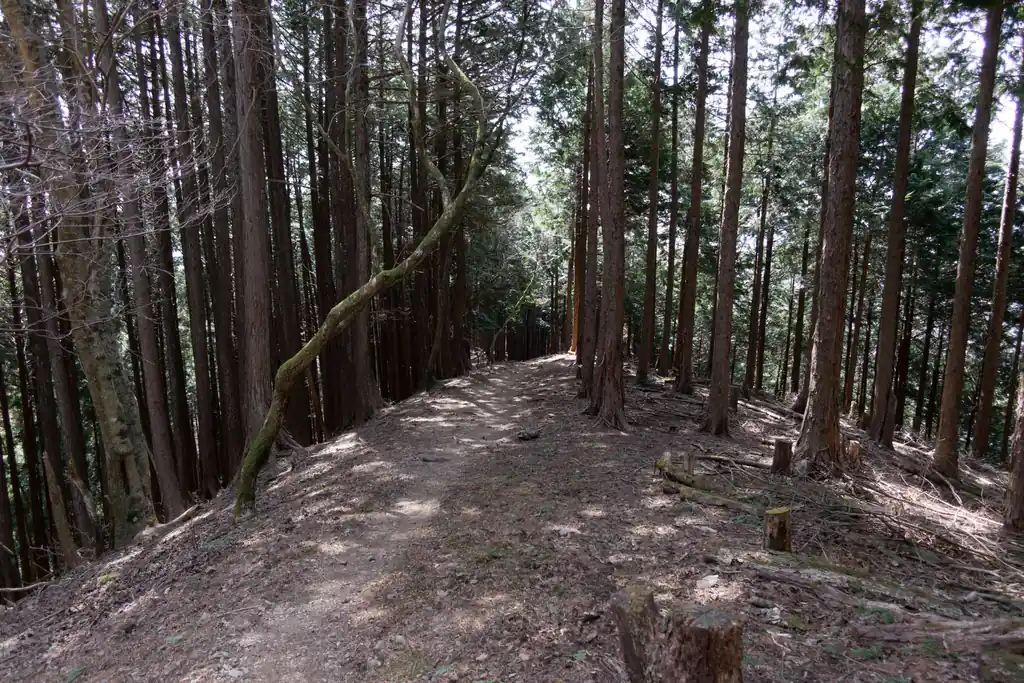 棒ノ折山って、大抵の登山者は飯能駅から国際興業バスで、さわらびの湯バス停まで来るので、スタート時間が一緒になりがちなんですよね。つまり登山中前後に常にだれかいる事が多い。

ところが、この権次入峠の分岐から先に進む人はそれほど多くなく、ここから先は静かな山歩きとなります。