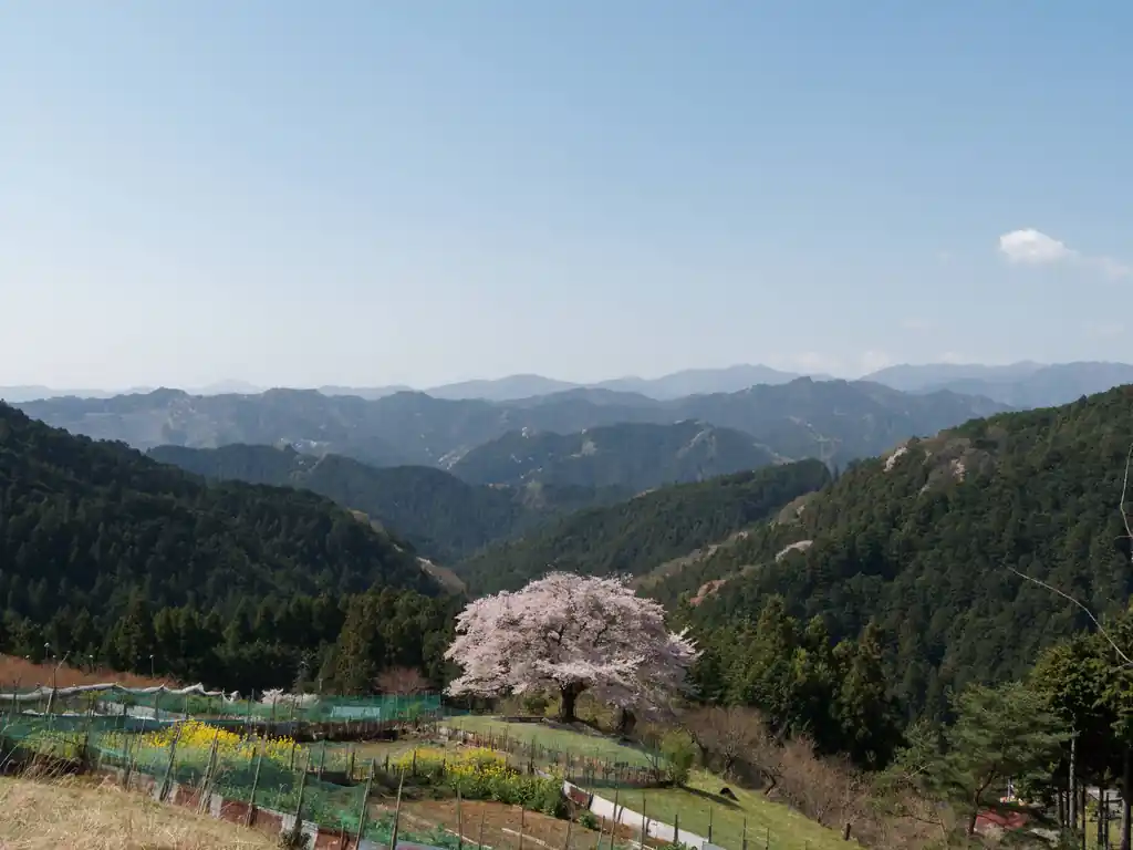 奥に広がる山の稜線と桜のピンク色が綺麗でとてもよいです。

去年も行こう行こうと思って、行けずじまいでしたが、今年は来れてよかった。

このあたりから写真を撮っている人はいたので、やっぱり上から撮ったほうが映えますね。
