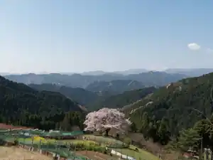 八徳の一本桜を見に行く