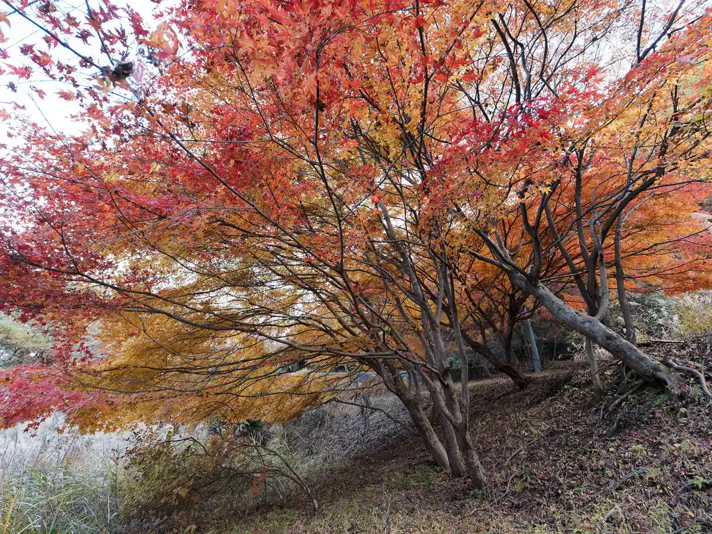 ところどころに紅葉した木がある。