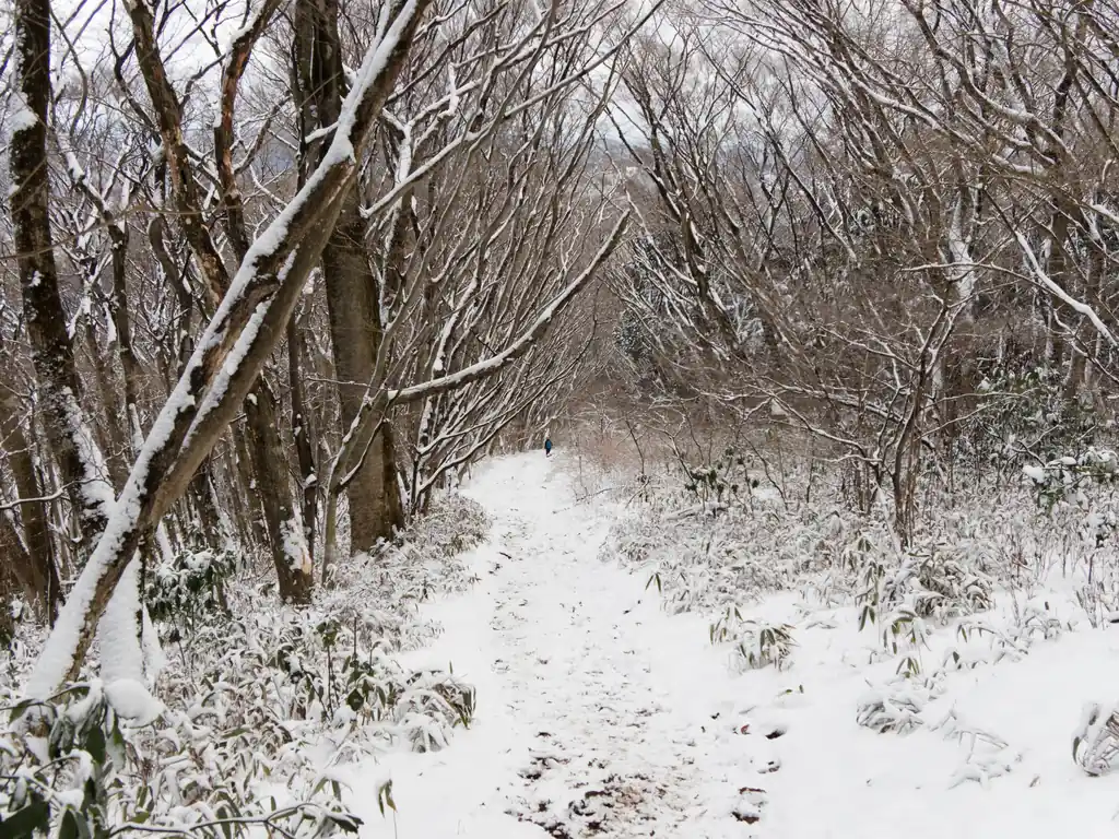 道中、数人の登山者を追い越したが、歩いている人はやはり少ない。静かな山歩きが楽しめる。