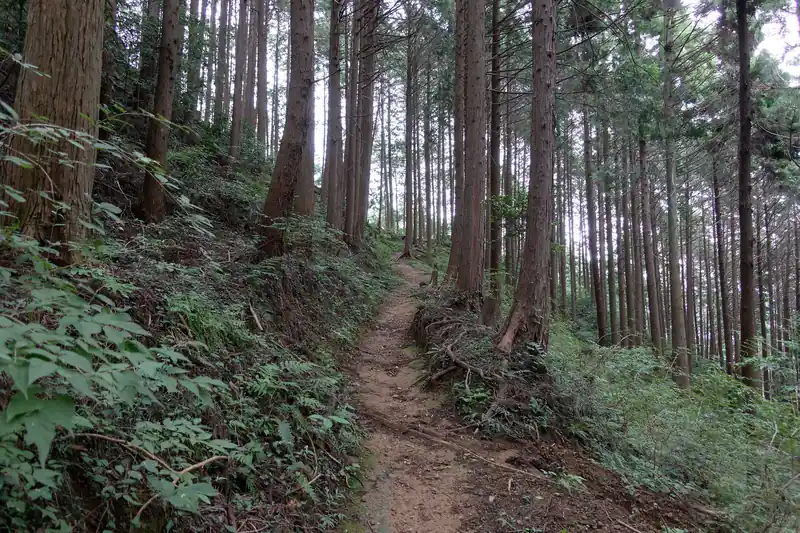 思った以上に歩きやすい道です。
この道、歩く人いないだろうから、蜘蛛の巣とかたんまりありそうだな～と警戒していたんですが、全くそんなことはなく、拍子抜け。