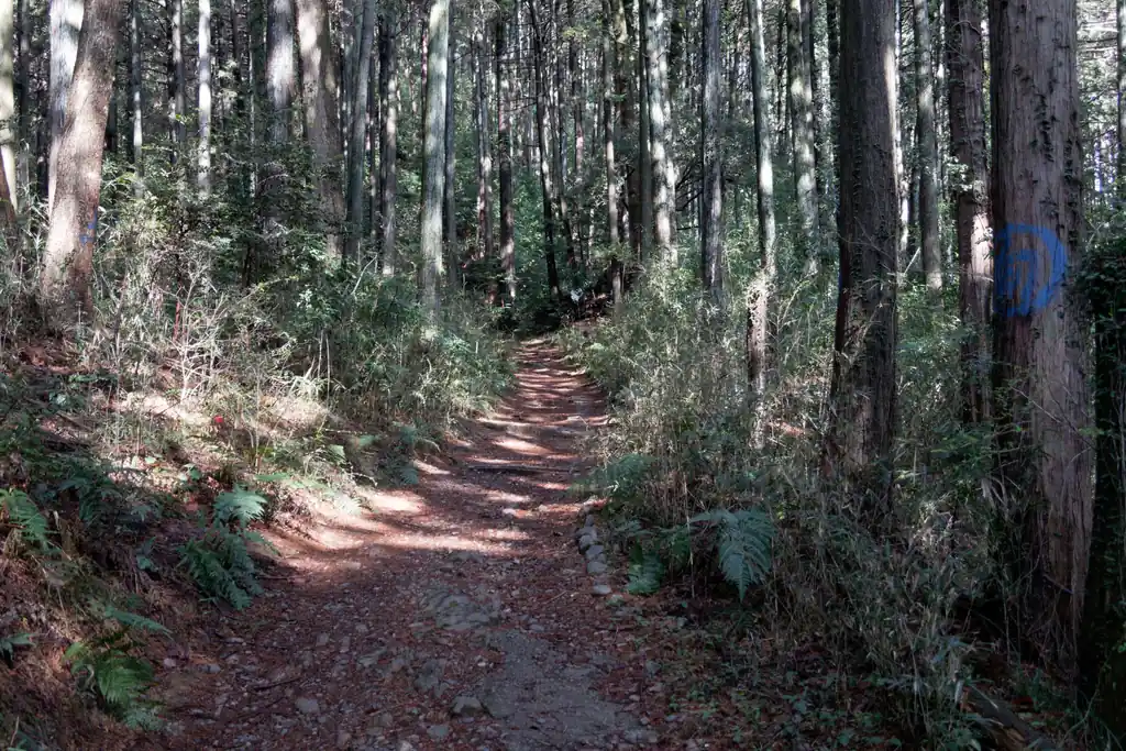 まだまだ舗装路。