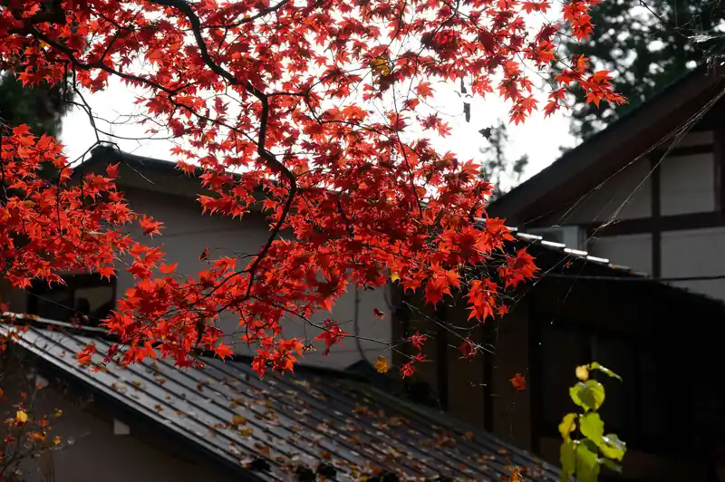 宿坊 能保利のもみじ。