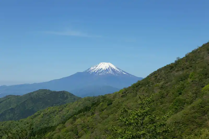 標高があがっていくと樹林帯を抜け、明るい道へ。道中富士山がよく見えるスポットもある。
