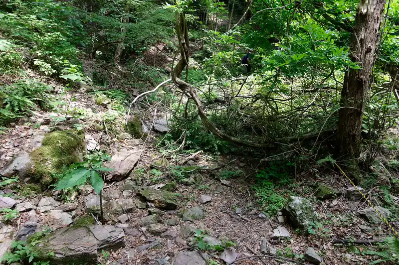 渡渉したり、落枝を避けたりして進みます。