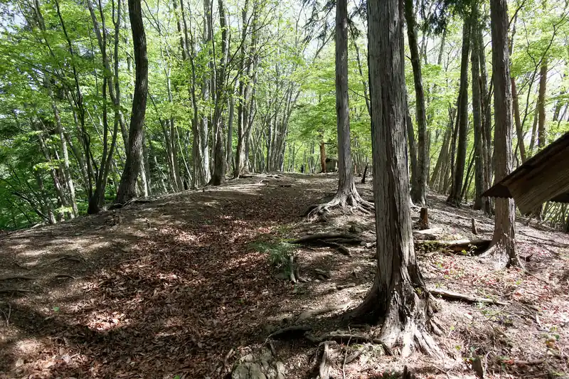 尾根道は緑が眩しい。