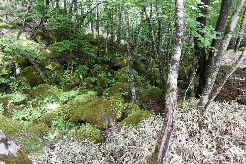 ブル道の反対側は苔むした岩。
沢が流れてるんでしょうか？ただ水が流れるような音はしなかった記憶。