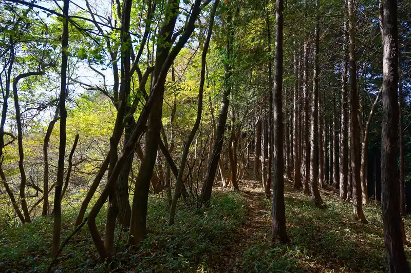 良い雰囲気の道です。正直ただのピークハント目的だったんですが、また登りたくなりました。
なんてことない低山ですが、この静けさと道の雰囲気、とても好きな登山道の雰囲気です。