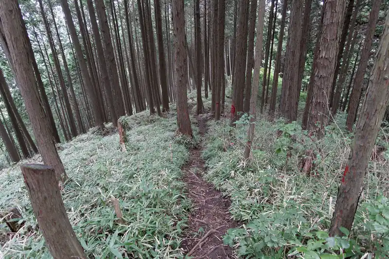 とすると高峰山への登りになって…登りきったら緩やかな笹に囲まれた道へ。