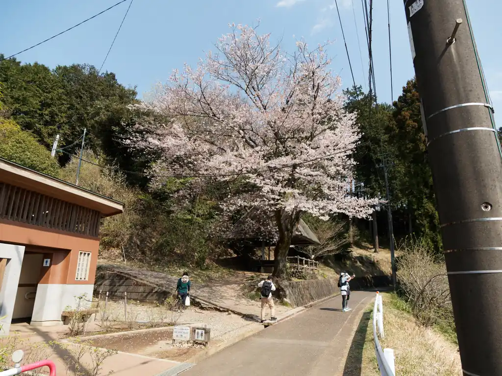 物見山を抜けると、ふじみやという商店があり、そのすぐ先に綺麗な公衆トイレがあります。ここにも桜が咲いていてなかなか良かった。

この辺りまで来るとハイカーの姿を多く見かけるようになりますね。