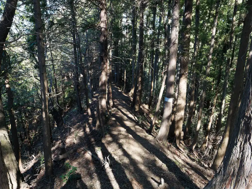 次は勝峰山分岐へ向けて進んでいく。
樹林帯の道で少し暗いが、この日は天気が良かったので樹間から差し込む光があって良い。
こういうルートを歩くときは天気が良いときに限る。これで曇ってて暗かったら、それだけで不安になってよくない。
