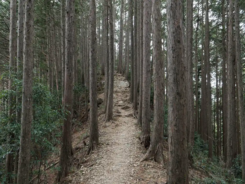 登り切って平坦な道に出たかと思えば…