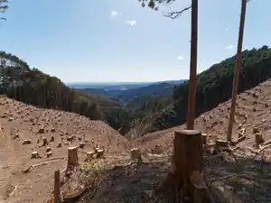 辛神尾根・ロンデン尾根を歩いて日の出山