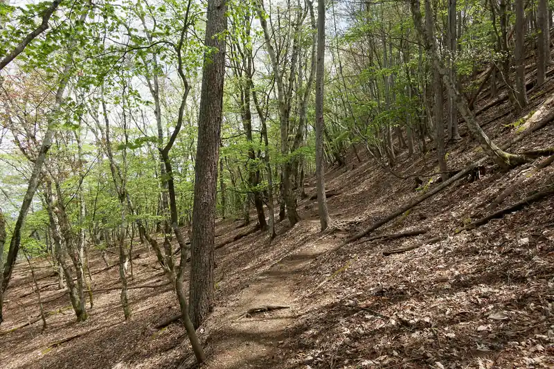 右にピークを巻くように六ツ石山手前まで道が続きます。
さっきの狭い巻き道から先は、緊張感のある道はもうありません。