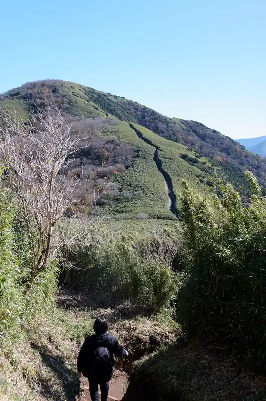 金時山を下って、しばらくは笹に囲まれた道を歩く。
