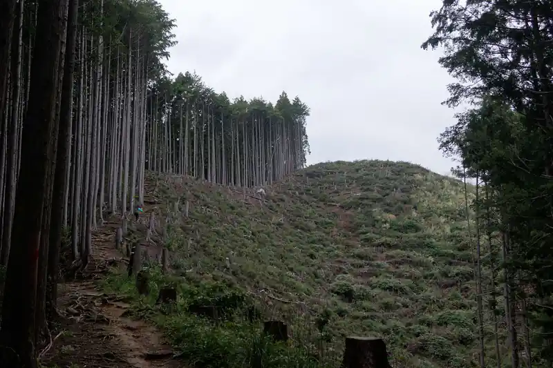 一般登山道を離れて伐採地を歩くこともできそうですが、今回はやめておきます。