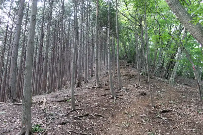 尾根を堺にして、雑木林と植林が分かれており、以下にも奥多摩らしい雰囲気。
