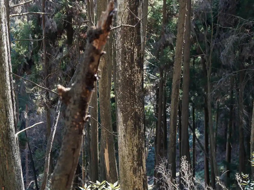 どの木もまだ生きているように見えますが、立ち枯れしていそうです。
年がら年中こんな感じで葉っぱがついているのを見たことがない。