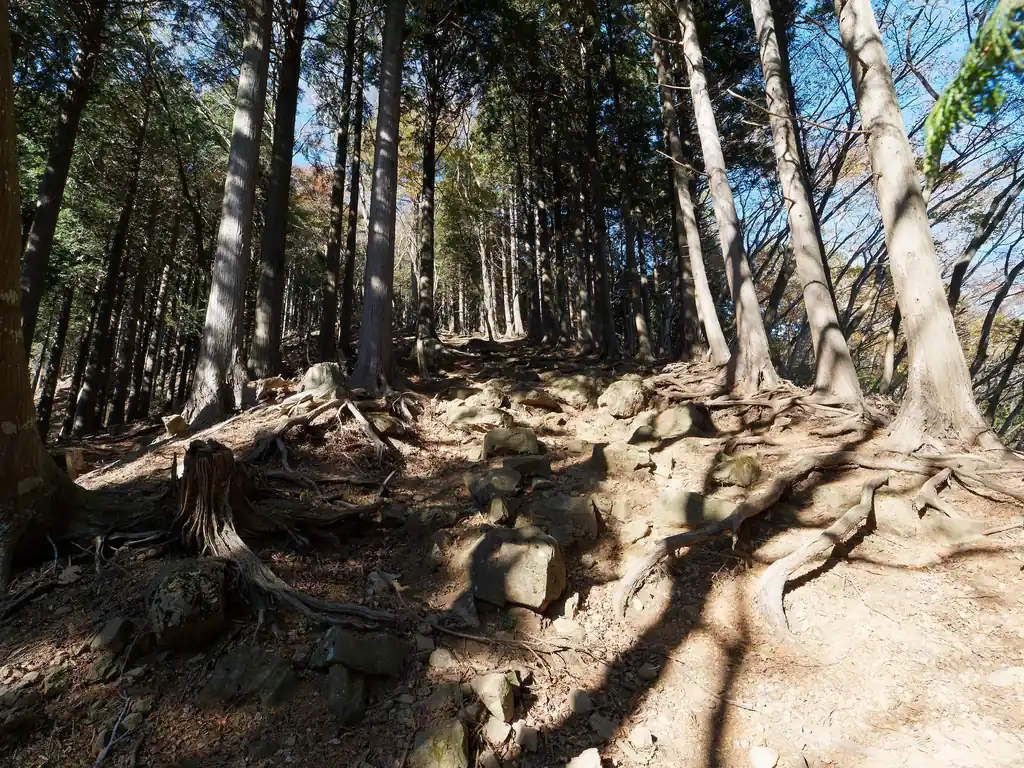 ずっと降っていくと、蓑毛バス停方面と蓑毛越しへの分岐点に出る。
そこから幅の広い尾根道を降っていくとすぐそこが蓑毛越である。
ここもデカい岩がゴロゴロしている。
そこそこ急坂で滑りやすいので、油断していると転んで尻餅をつきかねない。
