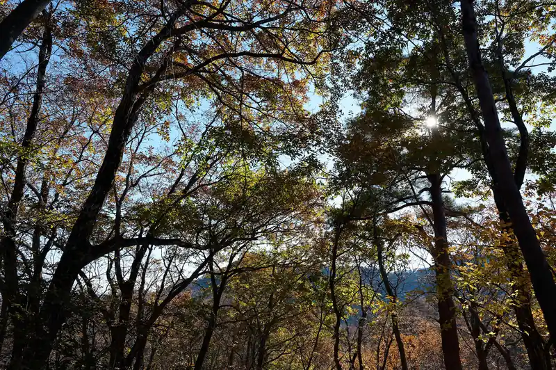 上を見上げると紅葉でキレイなんでしょうが、そんな心の余裕なく…。