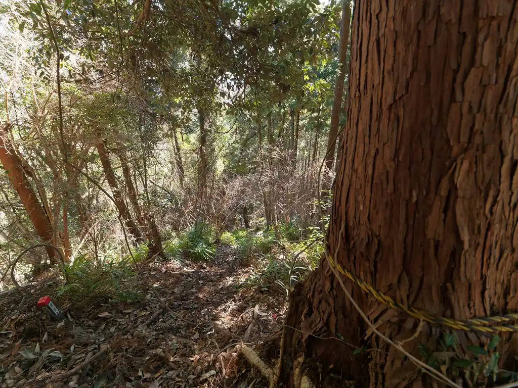 深沢山方面の道は、写真のようにトラロープのある直登のルートと、巻道（1枚前の写真で写っていた道）があるんですが、今回は直登コースを選択。
というのも、巻道は藪っぽくて道がわからない、という事前情報を得ていたからなのだが…。

直登コースはロープもあるため、登ろうと思えばすんなり登れる。下り利用でもここはなんとかなるかな、という感じ。