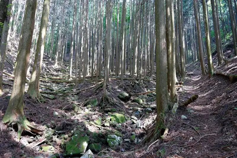 結局杉の植林が広がっているだけなんですが、気持ちの良い道です。