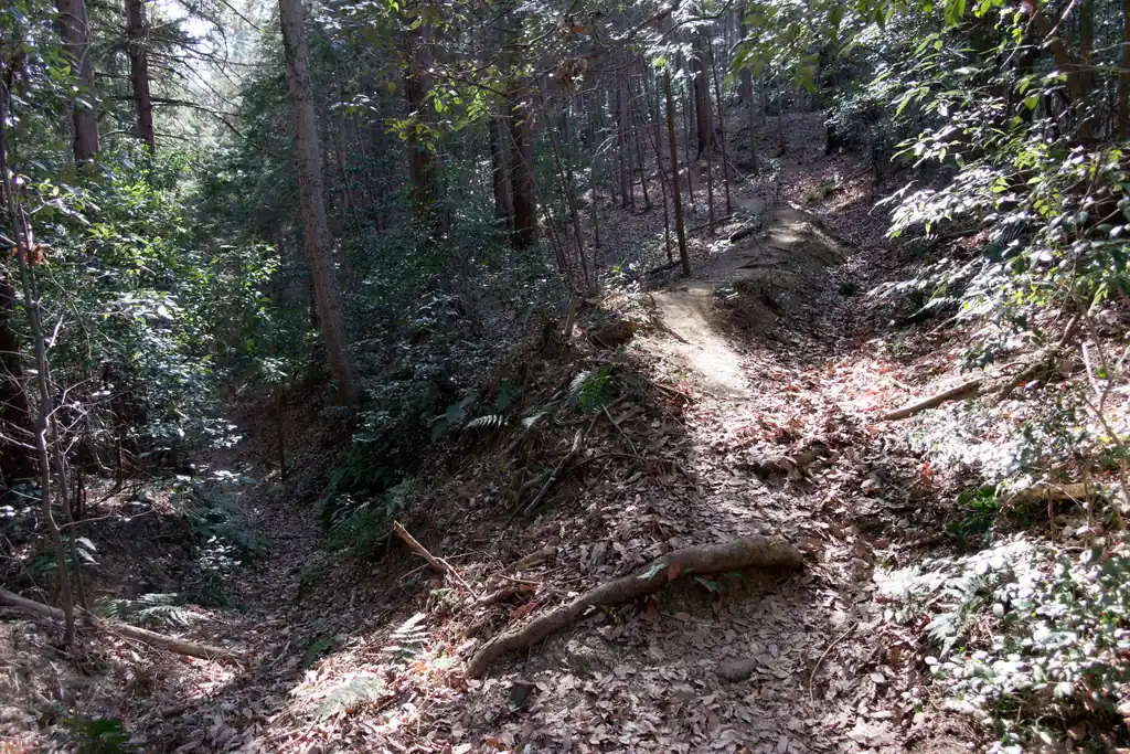 これ左に行くとどこに出るんだろうなあ。大高取山は右に登っていきます。
